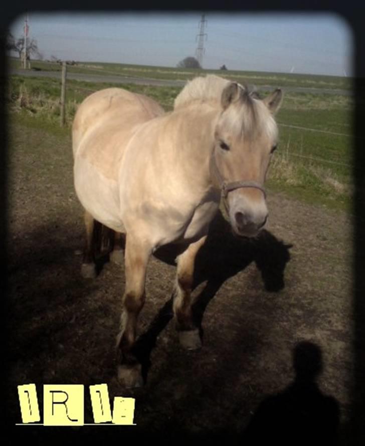Fjordhest Iris billede 6