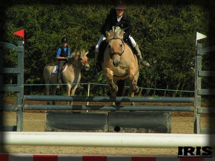 Fjordhest Iris - revsø 2008 billede 7