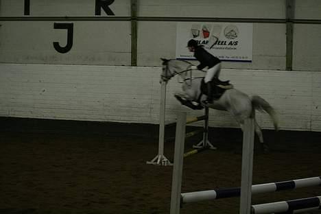 Dansk Varmblod La-Troya - solgt. - LD, TJR marts 2006. Nummer 2 :-) billede 15