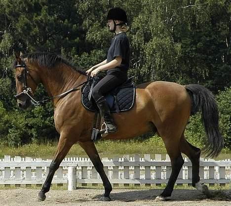 Sportsaraber (A) Limbo *R.I.P* - Limbo Dressur.... Har kun lige lært at gå med Hackamore billede 14