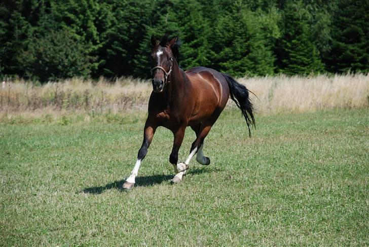 Anden særlig race Mosely's Monte Carlo billede 11