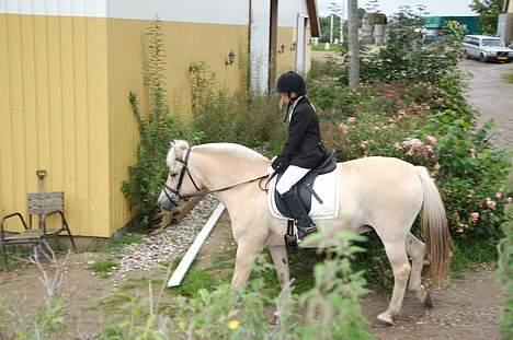 Fjordhest Gårdens Ronja *†* - Indridning til banen... FHSR 2006 billede 16