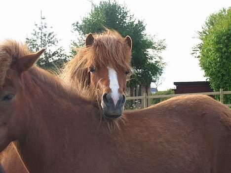 Islænder Pytla fra Hjortedal - Pytla og hendes veninde Røskva. billede 8