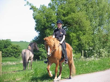 Islænder Pytla fra Hjortedal - Kristiane og Pytla (Sjódur i baggrunden) billede 9