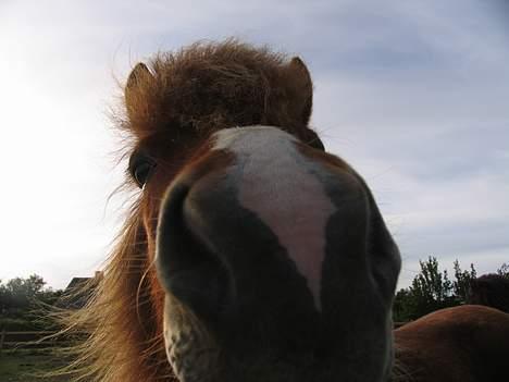 Islænder Pytla fra Hjortedal - Halløj !  billede 11