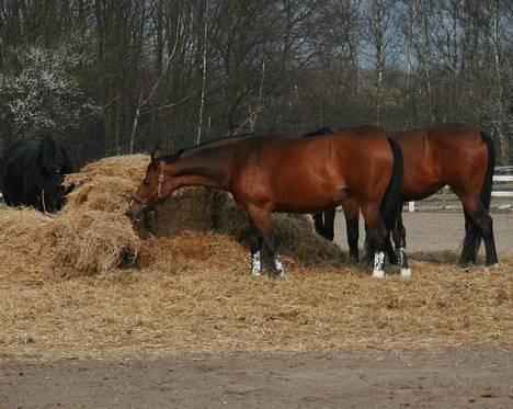 Dansk Varmblod Diametra Lysegård - SOLGT - Dimmer´musen på fold ;D billede 19