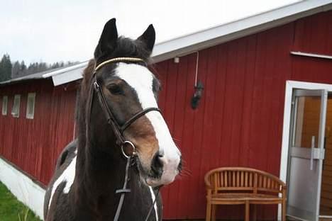 Anden særlig race Indiana "Bob" (solgt) - Salgsbilde av Bob på StallBergan.  billede 19