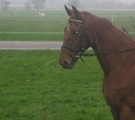 Dansk Varmblod Mizett Solvang billede 17