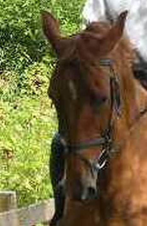 Dansk Varmblod Mizett Solvang billede 18