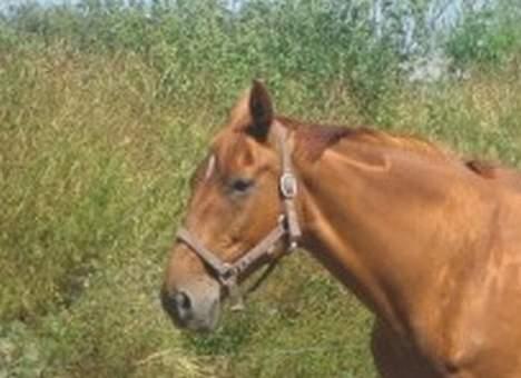 Dansk Varmblod Mizett Solvang billede 19