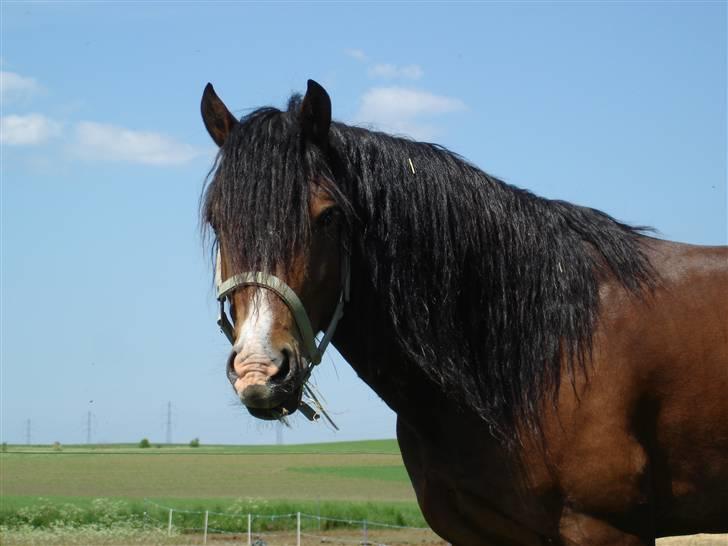 Welsh Cob (sec D) Rolighedens Jackpot -SOLGT - smuk og dejlig billede 1