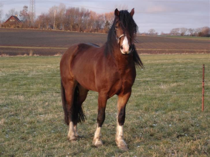 Welsh Cob (sec D) Rolighedens Jackpot -SOLGT - Feb. 2009 billede 2