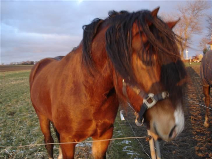 Welsh Cob (sec D) Rolighedens Jackpot -SOLGT - Feb. 2009 billede 4