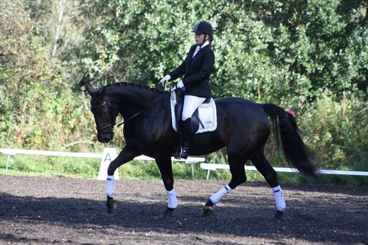 Oldenborg Isabella af mindet - total nice trav billede :-) billede 15