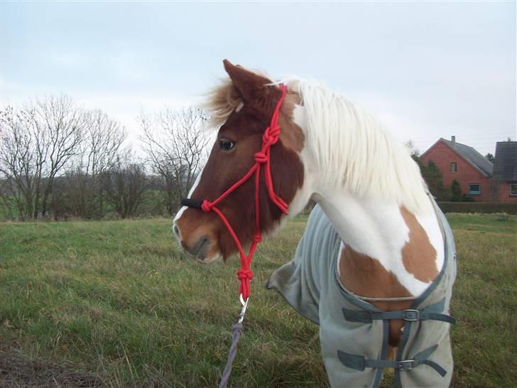 DSP Pedersmindes Ofelia<3 - i´ll be loving you forever, deep inside my heart you´ll leave me never.. *: - Velkommen til Ofelia`s profil. Foto: JGM. (mig) 2008 billede 1