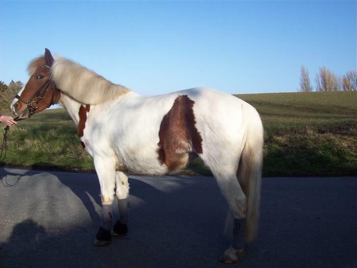 DSP Pedersmindes Ofelia<3 -  She is beautifull! Foto: Mor 2008. billede 2