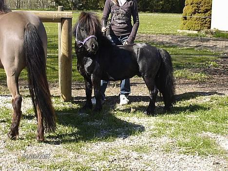 Miniature Forver Uno <'33 billede 1