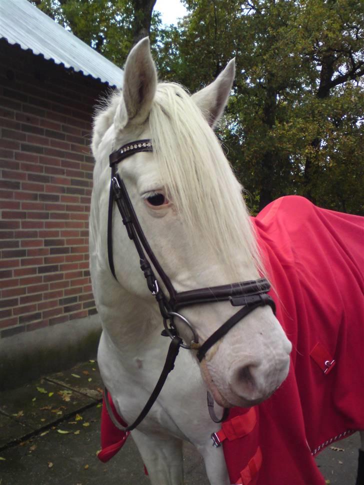 Connemara Mosevangs Cocu - Cocu efter træning den 16/10 2008  billede 13