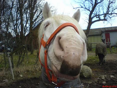 Connemara Mosevangs Cocu - 9 dec 2007. Foto: Caya billede 14