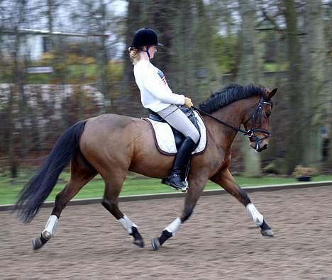 New Forest Smedhults Zippa  - Zippa til undervisning d.18 nov. Foto:Lala billede 17