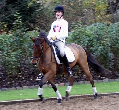 New Forest Smedhults Zippa  - Zippa til undervisning d.18 nov. Foto:Lala billede 18