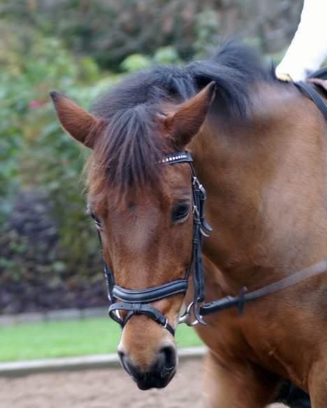 New Forest Smedhults Zippa  - Zippa til undervisning d.18 nov. Foto:Lala billede 19