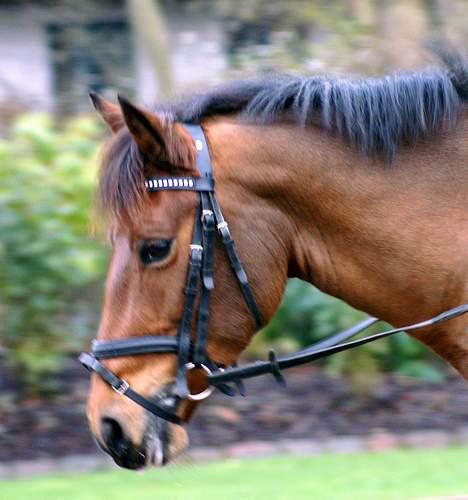 New Forest Smedhults Zippa  - Zippa til undervisning d.18 nov. Foto:Lala billede 20