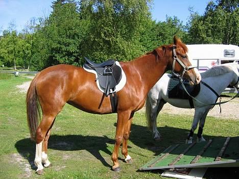 Anden særlig race Sahara - Elsker dig hyp . billede 2