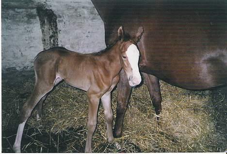 Anden særlig race Sahara - Sahara som 2 timer gammelt føl. Er hun ikke sød? billede 3