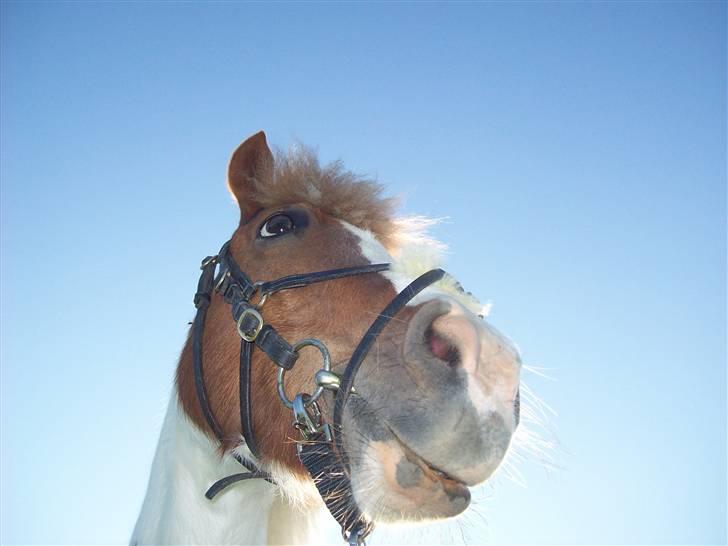 DSP Pedersmindes Ofelia<3 - it´s amazing how you can speak right to my heart - without saying a word you can light up the dark.. (´: Foto: JGM.(mig) 2008 billede 6