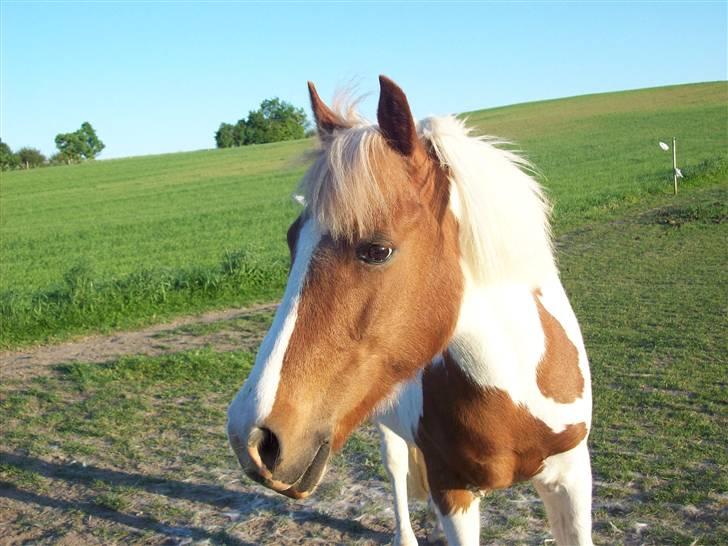 DSP Pedersmindes Ofelia<3 - Reality is wrong. Dreams are for real.. Foto: JGM.(mig) 2008 billede 9