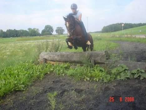 Hollandsk Sportspony Domenique<3 B-pony Soulmate - et naturspring unden sadel (: billede 4