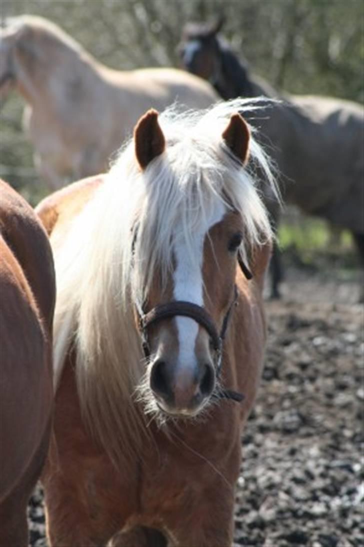 Haflinger RøgtergårdensWinner solgt - 18-04-08 på fold :0) billede 8