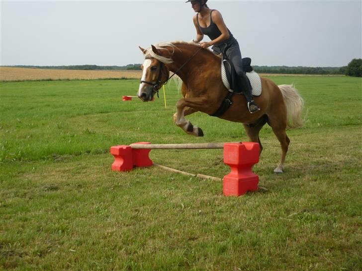 Haflinger RøgtergårdensWinner solgt - "bondegårds ferie hos Pigerne... billede 9