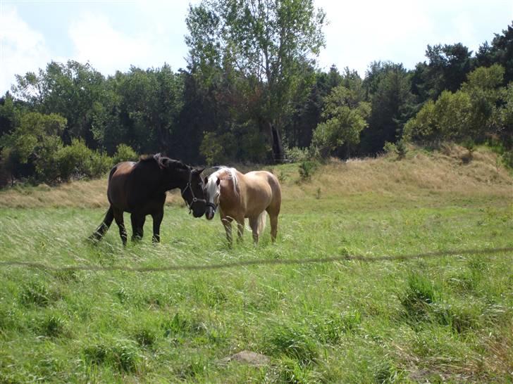 Haflinger RøgtergårdensWinner solgt - winner med sine nye ven Blue 3/8-08 billede 10