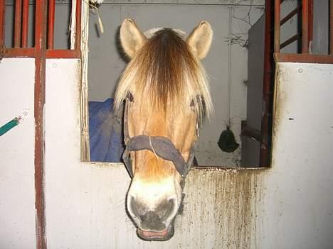 Fjordhest Rambo - Nu er vi i boksen<33 billede 1