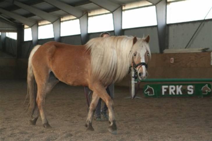 Haflinger RøgtergårdensWinner solgt billede 11