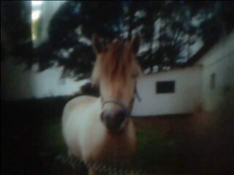 Fjordhest Elke Halsnæs (DØD) billede 1