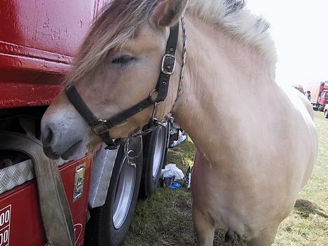 Fjordhest Elke Halsnæs (DØD) - på hjallerup market , da jeg købte hende billede 2