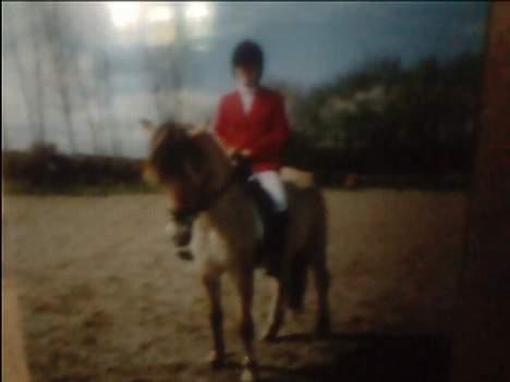 Fjordhest Elke Halsnæs (DØD) - Til mit første stævne på hende billede 3