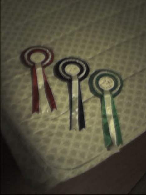 Fjordhest Elke Halsnæs (DØD) - De 3 rosetter fik på hende<3 billede 4