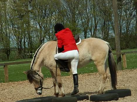 Fjordhest Elke Halsnæs (DØD) - Til pony game til tisted stævne billede 5