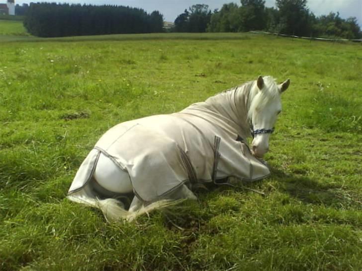 Connemara Mosevangs Cocu - Cocu folden 2007. billede 15