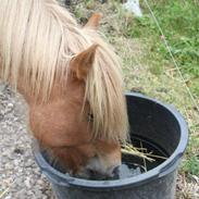 Islænder Ljomi (Min tidligere låne hest)