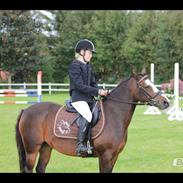 Hollandsk Sportspony Nina. #DISTRIKSMESTER 2013#