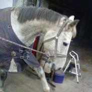 Anden særlig race Nero