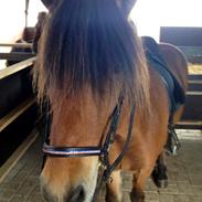 Islænder GREIFI fra SIRKILDEGÅRD 