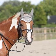 Hollandsk Sportspony Nicky (nixon)