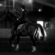 Hollandsk Varmblod captain Jack Sparrow