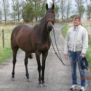 Fuldblod (XX) Speedy Solgt